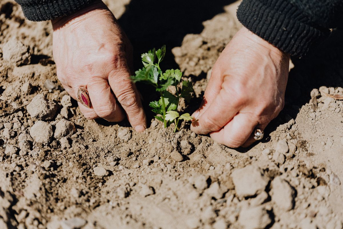 Hands planting a seedling in garden soil
